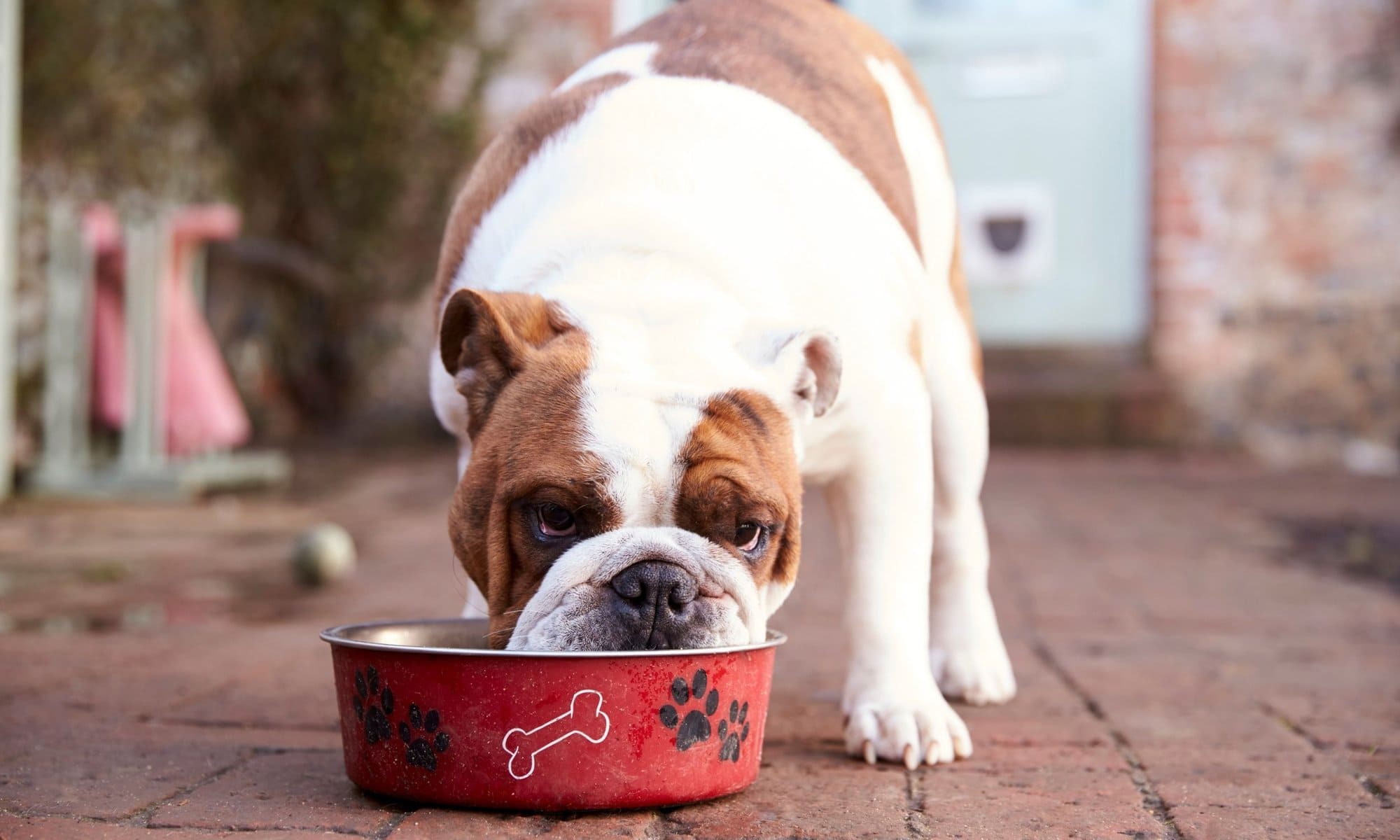 A dog eating from a red bowl